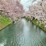 弘前公園が行きたい桜の名所ランキングで1位に